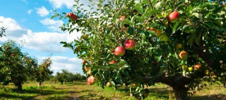Pielęgnacja jabłoni krok po kroku: jak sadzić, przycinać i nawozić?