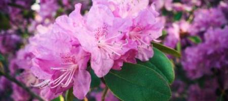 Rododendrony i azalie: wszystko dla ich właściwej uprawy, zimowania i pielęgnacji