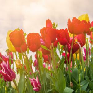 Kiedy sadzi się tulipany i jak prawidłowo je uprawiać?