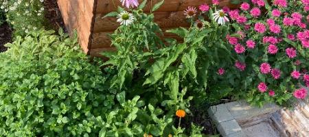 Czy w Twoim ogrodzie rosną zioła? Odkryj je, zanim zrobią to mszyce