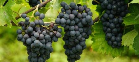 Jak przycinać winorośl i chronić ją przed szkodnikami?
