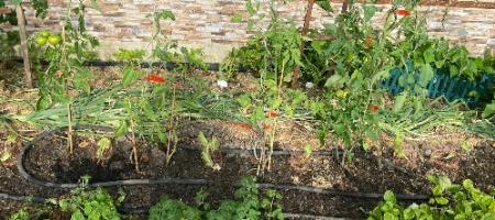 Co zasadzić w ogrodzie po pierwszych zbiorach?